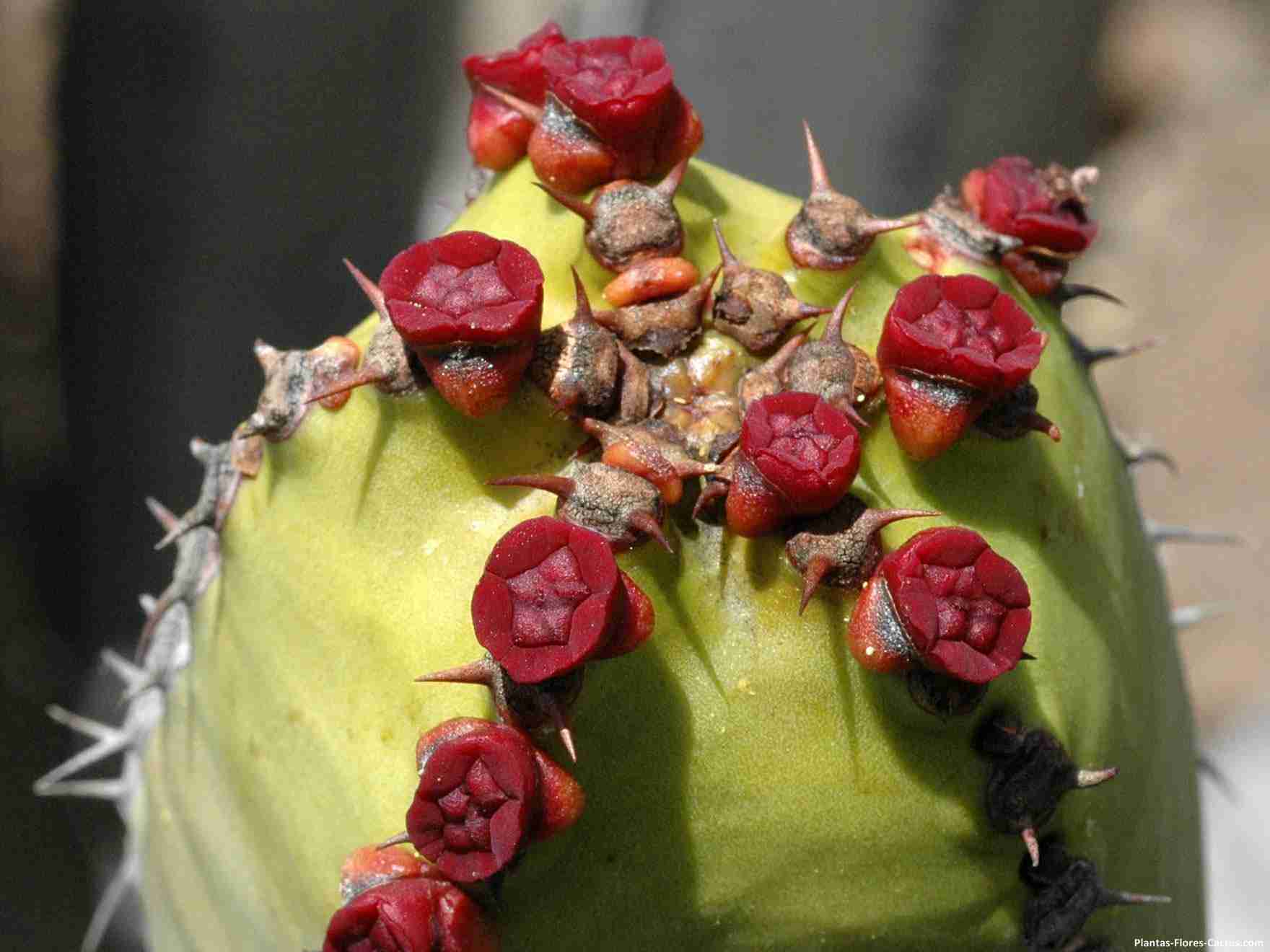 Euphorbia Nikita Flores de cactus raras