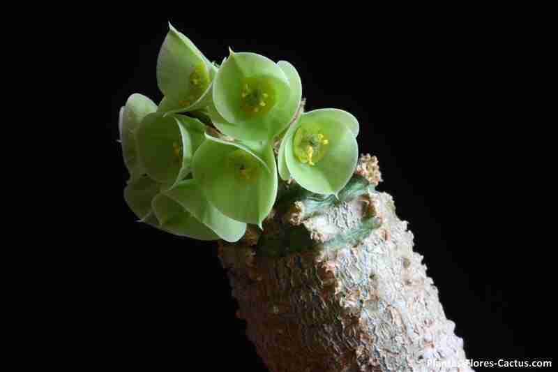 Euphorbia ankarensis Flores de cactus raras