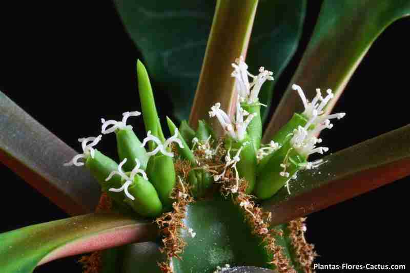 Euphorbia leuconeura Flores de cactus raras