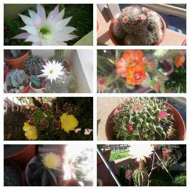 Colección preciosa de cactus