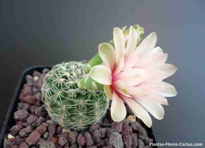 floración de cactus Gymnocalycium cactus con 1 flor color blanca con matices rosados