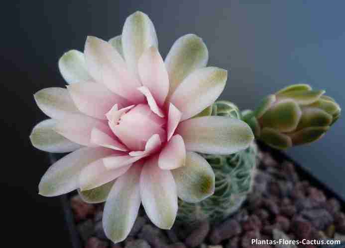 floración de cactus Gymnocalycium cactus con 1 flor muy hermosa