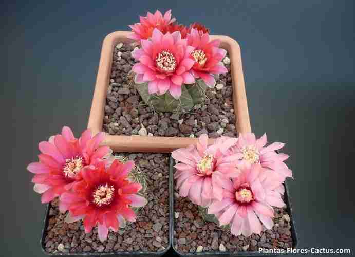floración de cactus Gymnocalycium 3 macetas con 3 cactus florecidos con flores de colores rojos, rosados y salmon, realmente increíble belleza