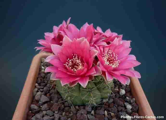 floración de cactus Gymnocalycium 4 flores de 1 cactus, las flores son de color rosado, hermoso!