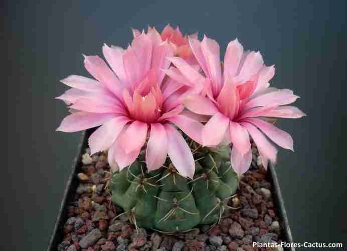 floración de cactus Gymnocalycium Cactus con 3 flores de color rosadas, muy bonitas