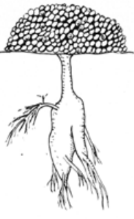 raíces de cactus Tuberosa