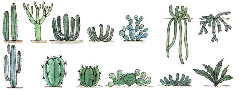 formas de cactus