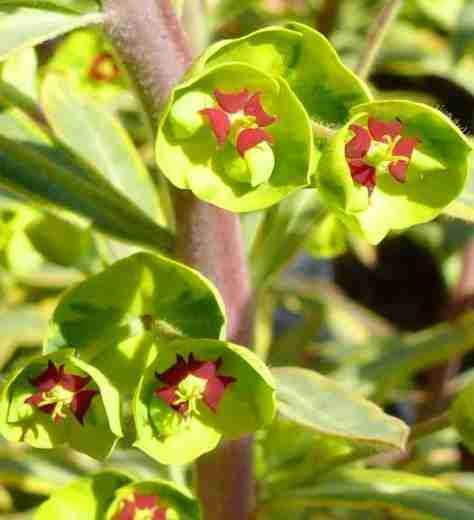 Euphorbia Ascot Rainbow