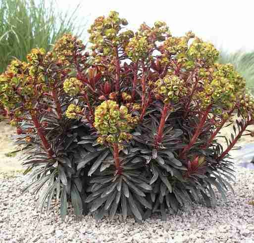 Euphorbia Pajaro Negro