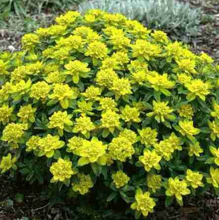 Euphorbia Polychroma