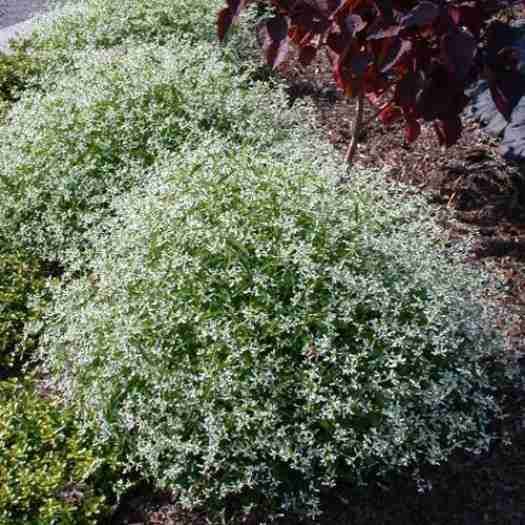 Euphorbia Diamond Frost