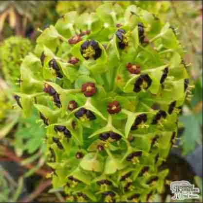 Euphorbia. x martinii