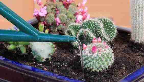 3 Secretos para tener cactus hermosos 5