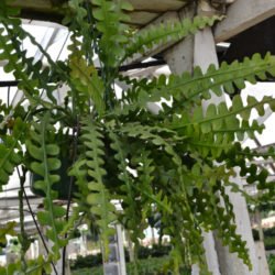 Disocactus anguliger (cactus de espina de pescado) también conocido como Epiphyllum anguliger