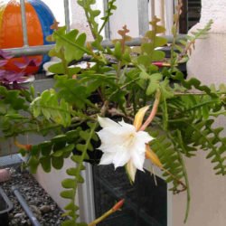 Disocactus anguliger (cactus de espina de pescado) también conocido como Epiphyllum anguliger