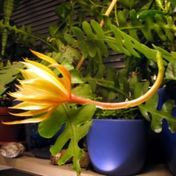 Disocactus anguliger (cactus de espina de pescado) también conocido como Epiphyllum anguliger
