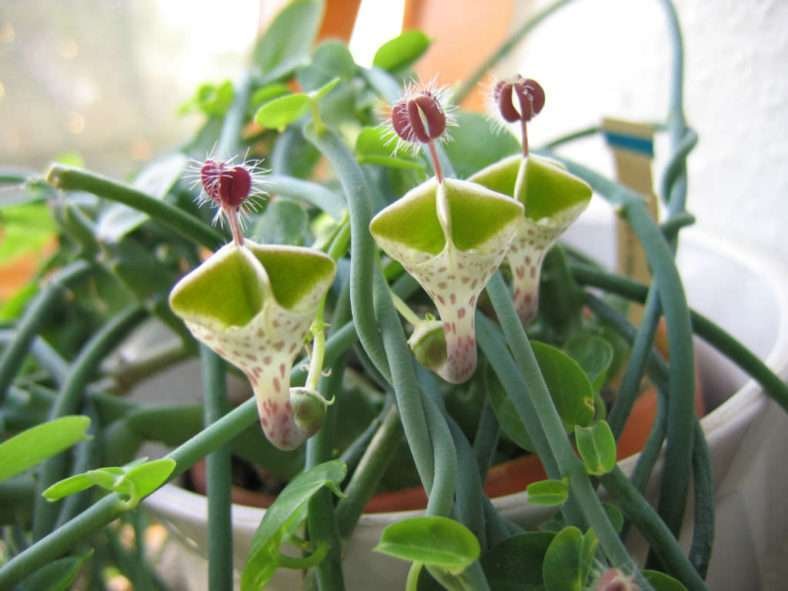 Ceropegia haygarthii - Flor de linterna