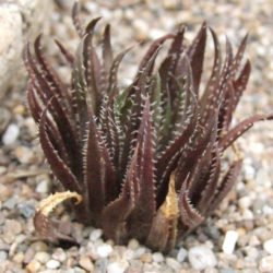 Haworthia monticola