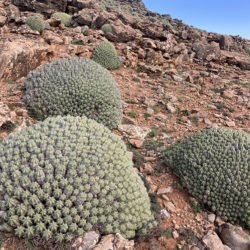 Euphorbia resinifera (Resin Spurge)