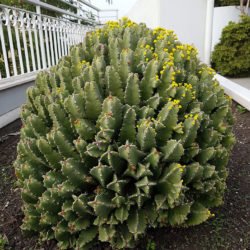 Euphorbia resinifera (Resin Spurge)