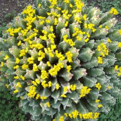 Euphorbia resinifera (Resin Spurge)