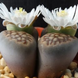Lithops hallii (piedras vivas)
