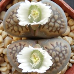 Lithops hallii (piedras vivas)