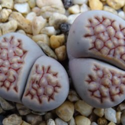 Lithops hallii (piedras vivas)
