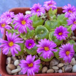 Conophytum smerenskaduense