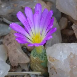 Conophytum smerenskaduense
