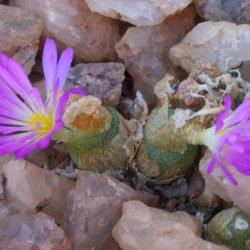 Conophytum smerenskaduense