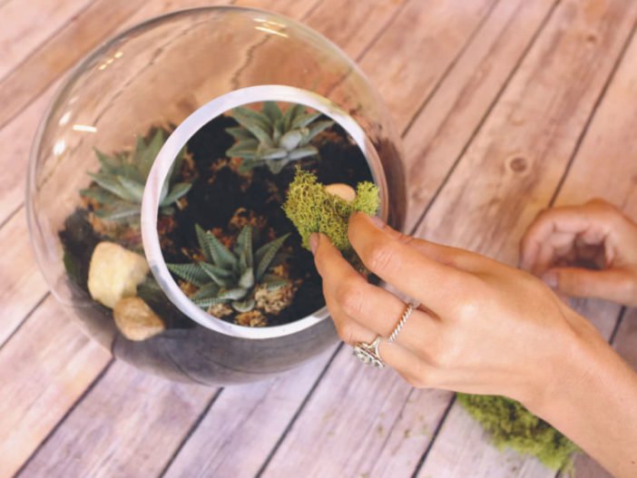 Hacer un terrario suculento