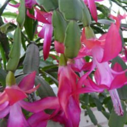 Schlumbergera russeliana