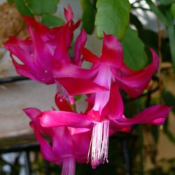 Schlumbergera russeliana