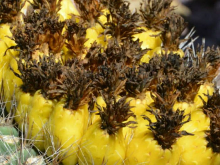 Echinocactus grusonii - Cacto barril dorado