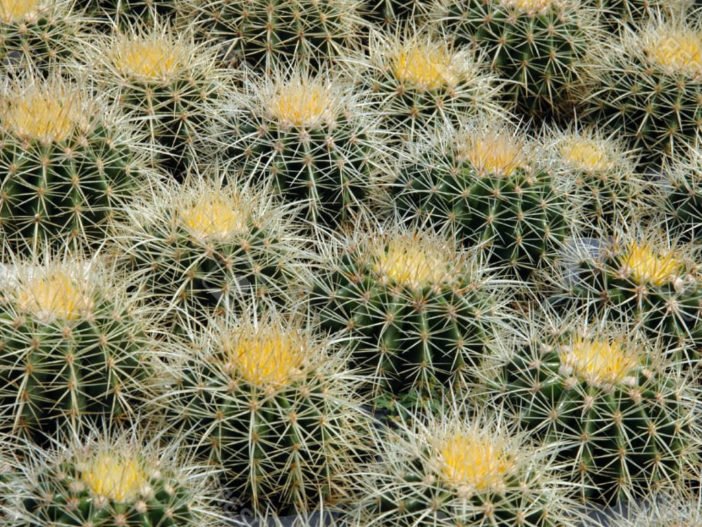 Echinocactus grusonii - Cacto barril dorado