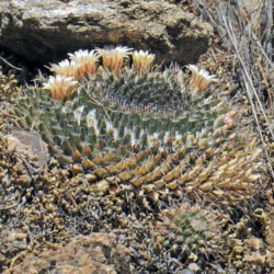 Mammillaria evervivi
