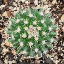 Mammillaria evervivi