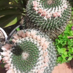 Mammillaria evervivi