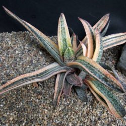 Gasteria carinata 'Variegata'