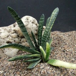 Gasteria carinata 'Variegata'