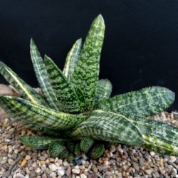 Gasteria carinata 'Variegata'