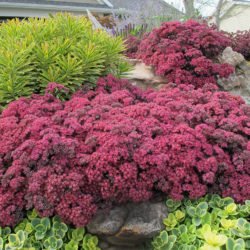 Hylotelephium 'Dazzleberry' también conocido como Sedum 'Dazzleberry'