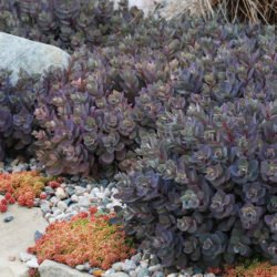 Hylotelephium 'Dazzleberry' también conocido como Sedum 'Dazzleberry'