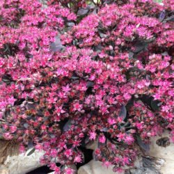 Hylotelephium 'Dazzleberry' también conocido como Sedum 'Dazzleberry'