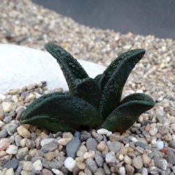 Haworthiopsis sordida var.  lavranii también conocido como Haworthia sordida var.  lavranii