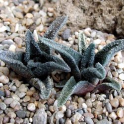 Haworthiopsis sordida var.  lavranii también conocido como Haworthia sordida var.  lavranii