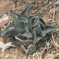 Haworthiopsis sordida var.  lavranii también conocido como Haworthia sordida var.  lavranii