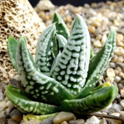 Tulista pumila 'Emperador' alias Haworthia pumila 'Emperador'