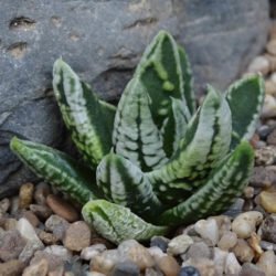 Tulista pumila 'Emperador' alias Haworthia pumila 'Emperador'